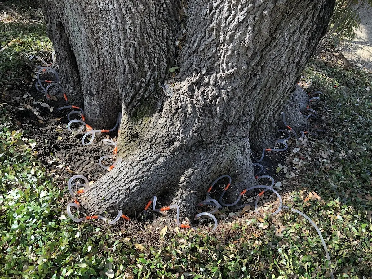 Detailed Tree Cabling and Bracing job site in Chadwicks