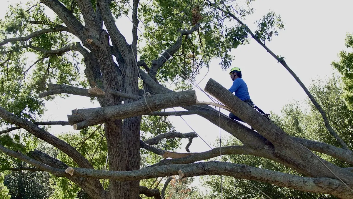 Professional Crown Thinning performed by certified arborists in Chadwicks