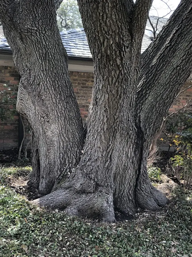 Mature heritage tree close to a Chadwicks property cared for by certified arborists